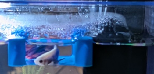 The Rebirth of Mr. Bubbles: A Common-Sense Guide to Not Killing a Betta Fish