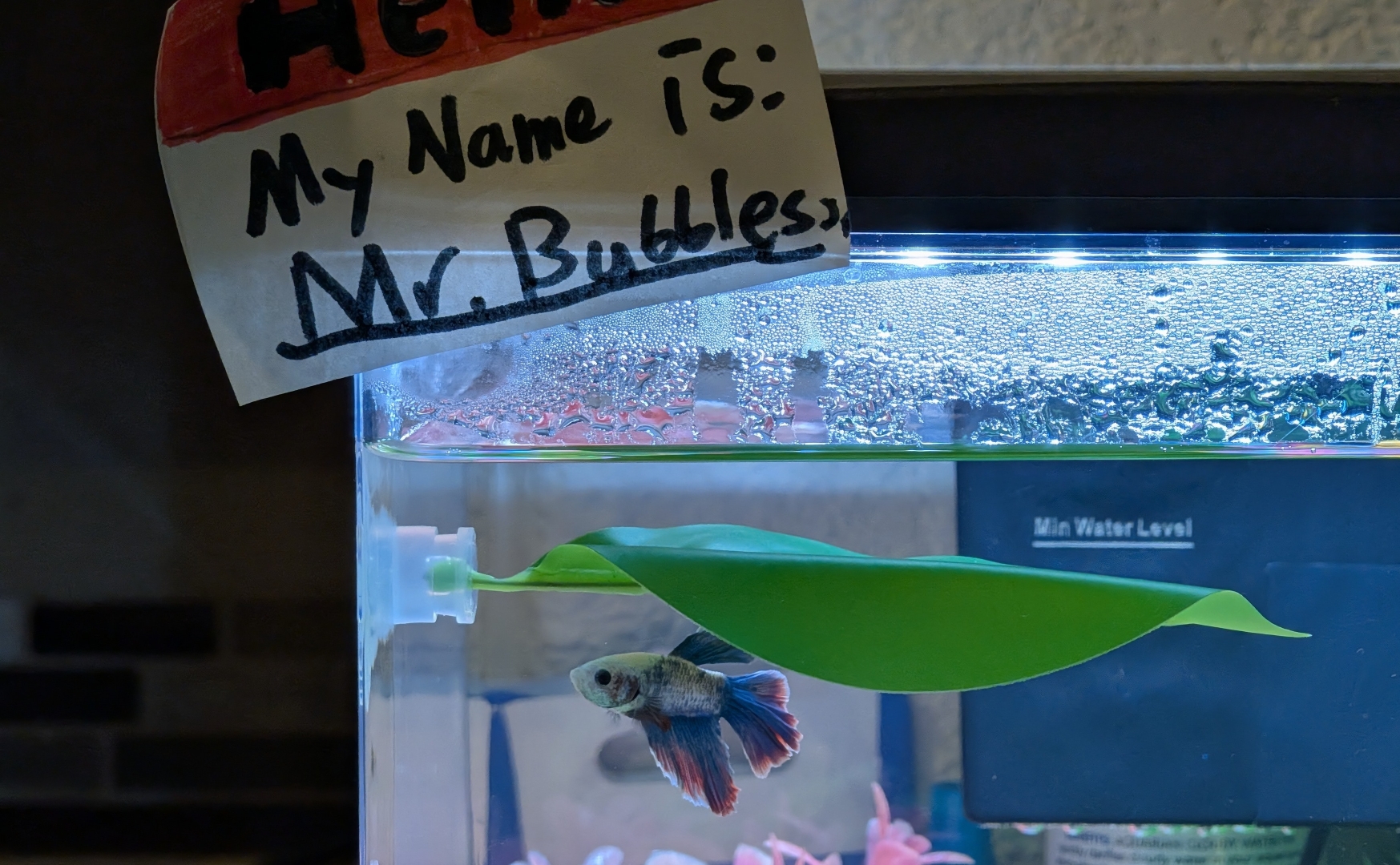 Mr. Bubbles Aquarium Maintenance Playbook