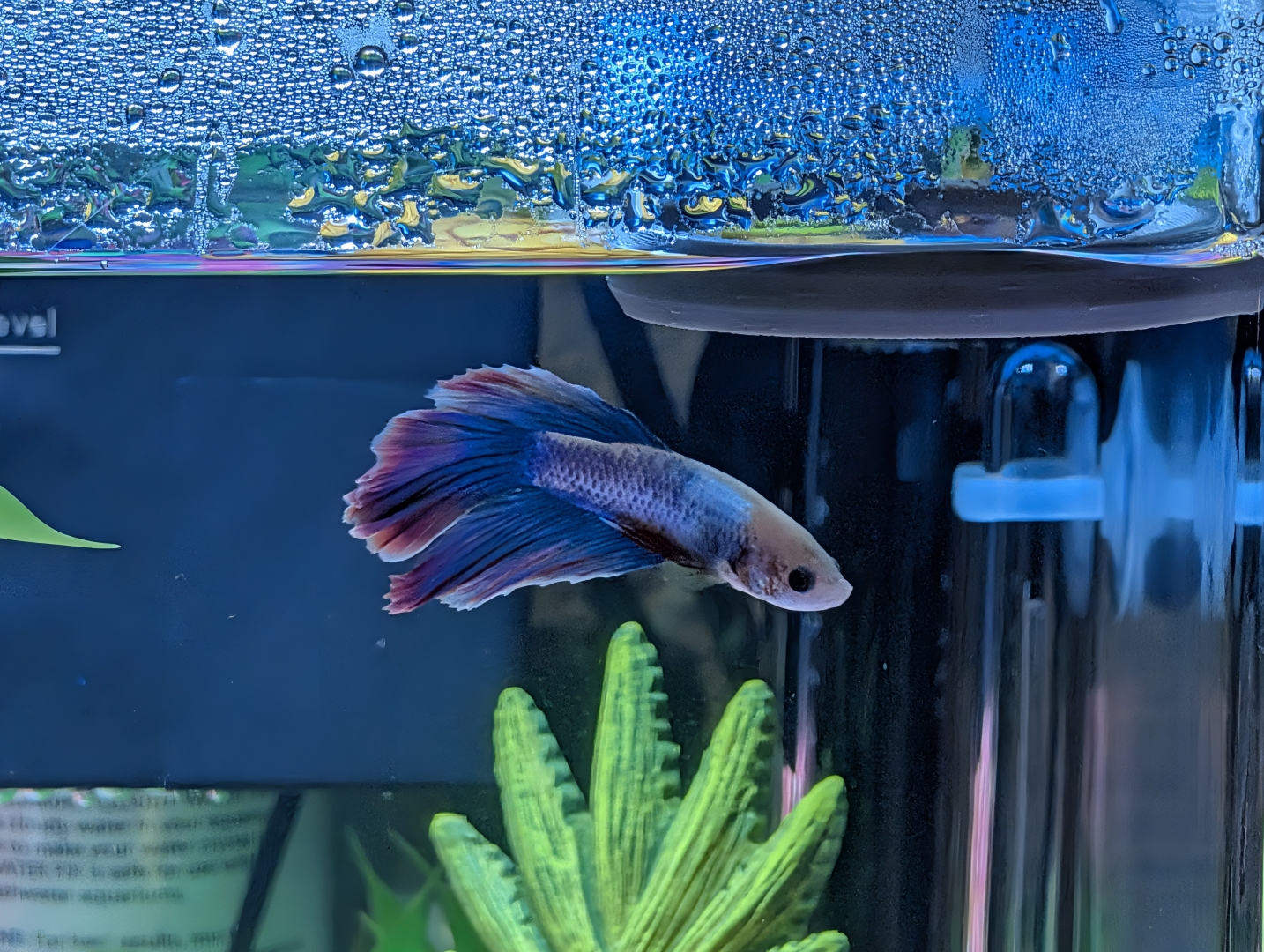 The Blueprint for a Successful 3-Gallon Betta Tank Setup